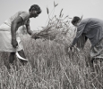 Harvest in Bihar